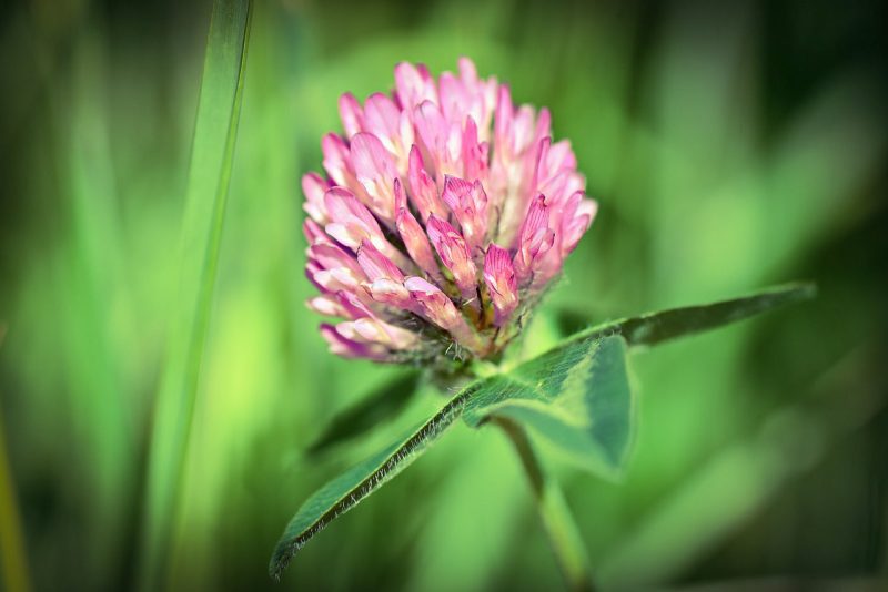 Red Clover