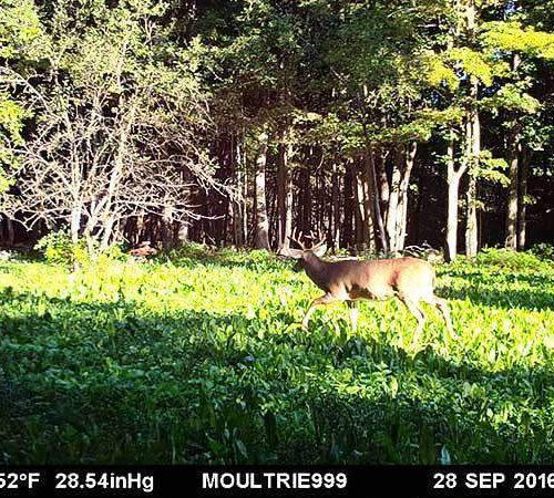 Regal Ladino deer grazing