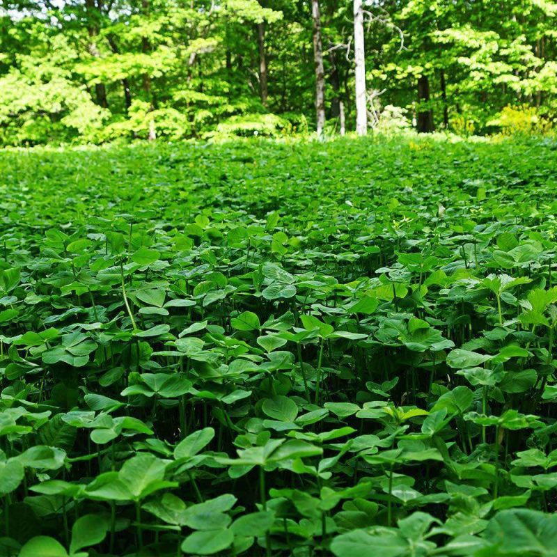 Regal Ladino food plot seed field