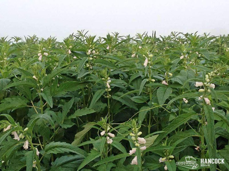 Sesame Seed Benne field growing