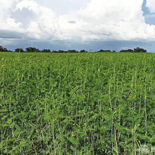 Sesbania Seed growing in field