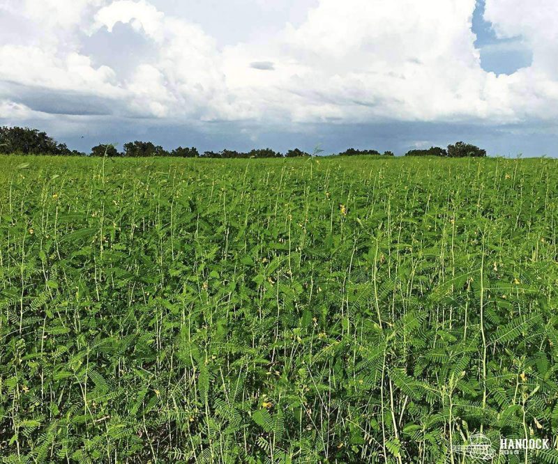 Sesbania Seed growing in field