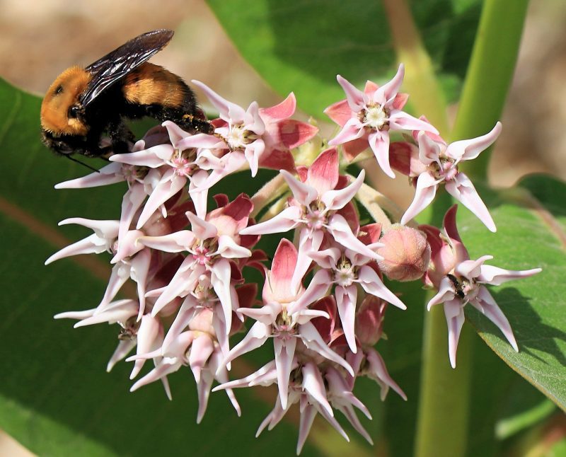 ShowyMilkweed1