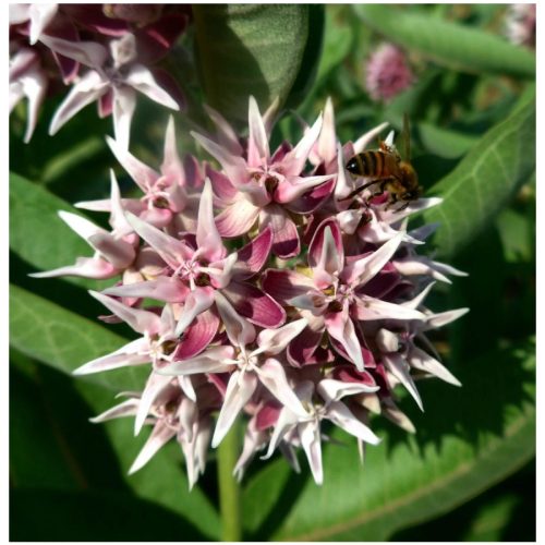 ShowyMilkweed2