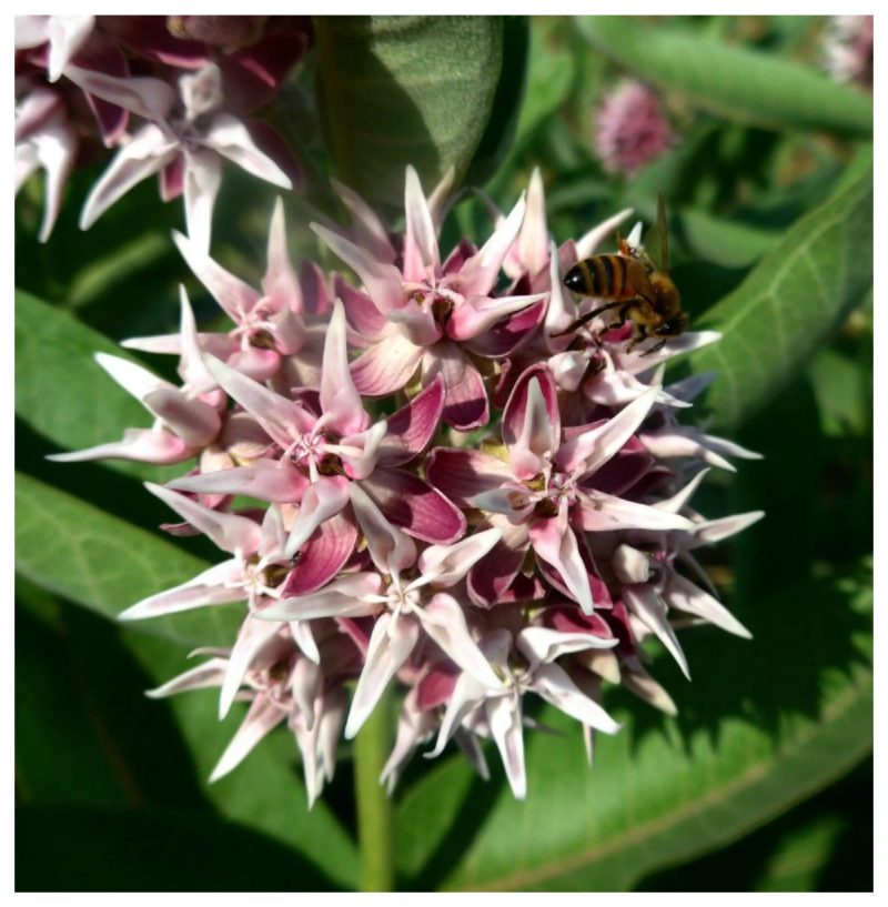 ShowyMilkweed2