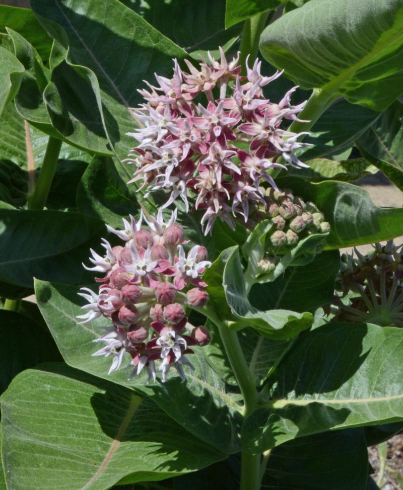 ShowyMilkweed3