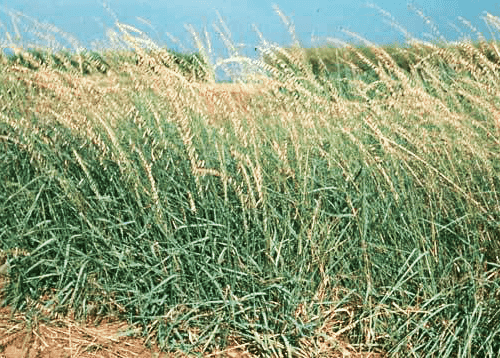 Sideoats Grama Grass Seed