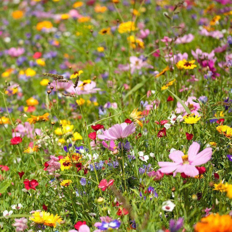 Southeast Wildflower Seed