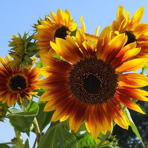 Sunflower AutumnBeauty 1