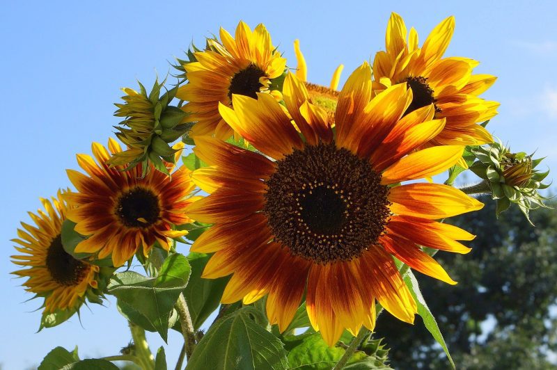 Sunflower AutumnBeauty 1