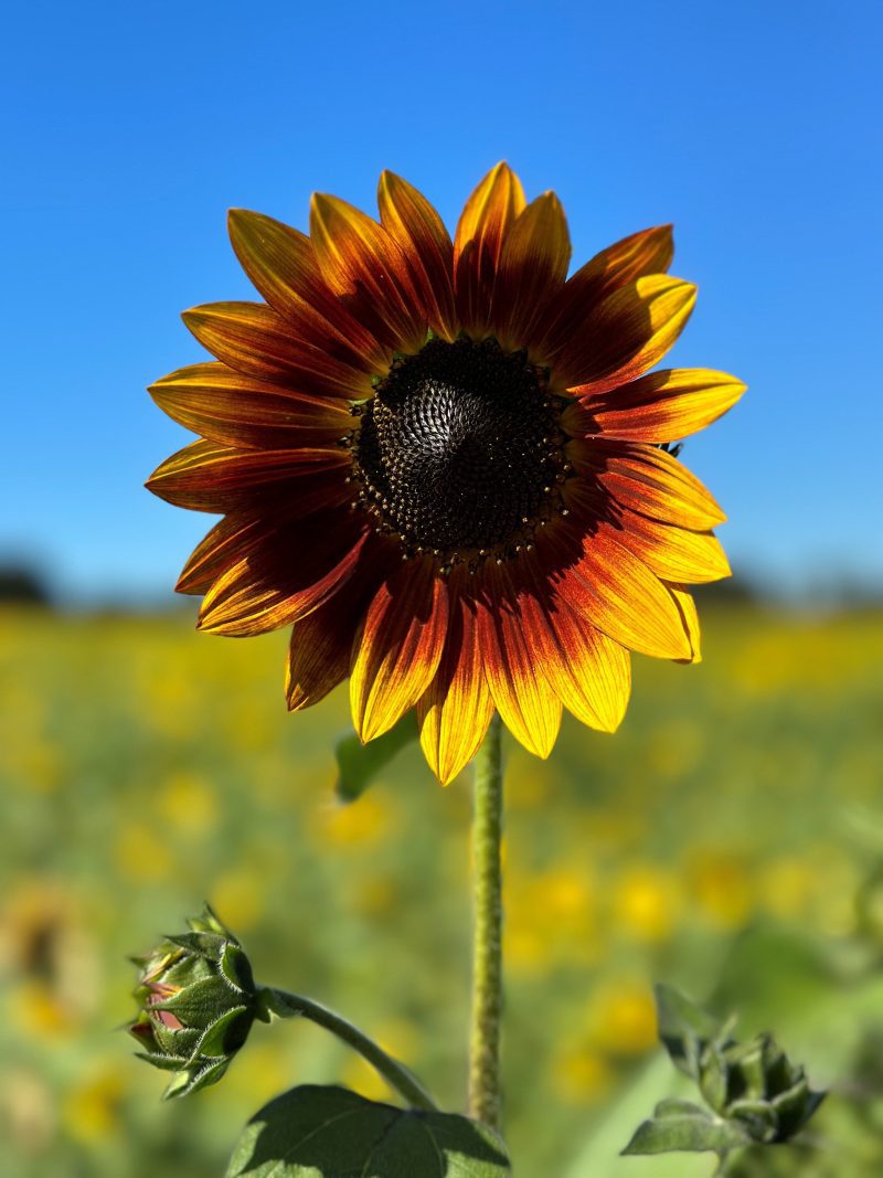 Sunflower AutumnBeauty 2