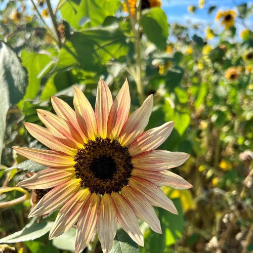 Sunflower AutumnBeauty 3