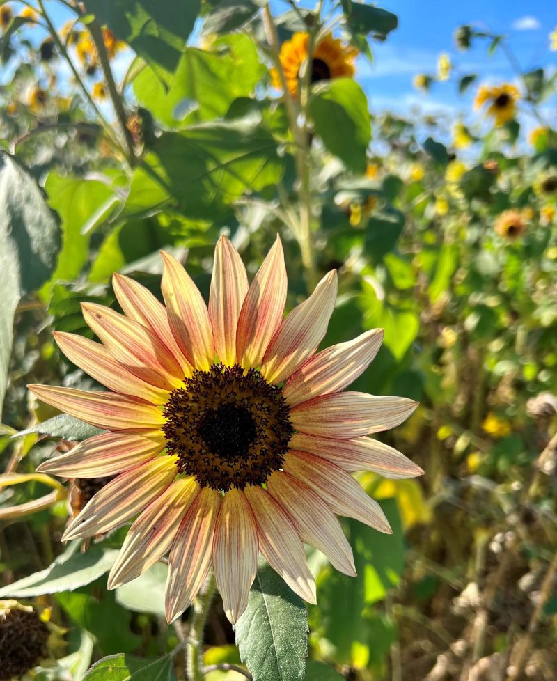 Sunflower AutumnBeauty 3