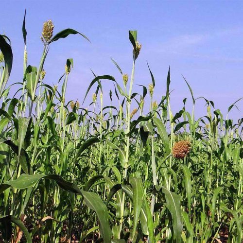 Surpass BMR Sorghum Sudangrass Seed