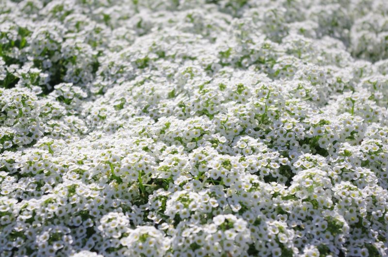 SweetAlyssum1