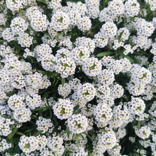 SweetAlyssum3