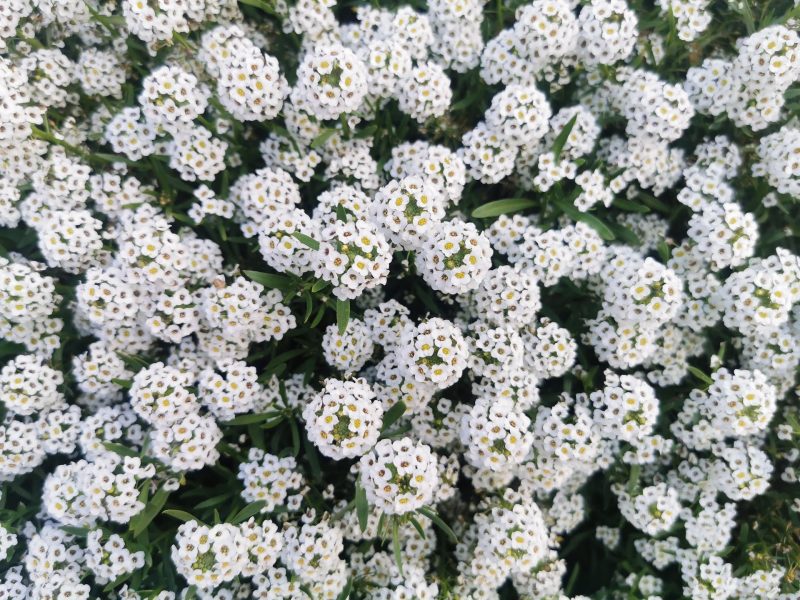 SweetAlyssum3