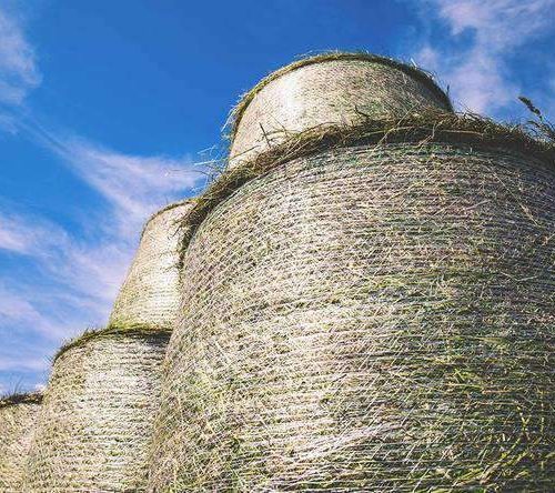 Bahiagrass Cow Hay - Round Roll