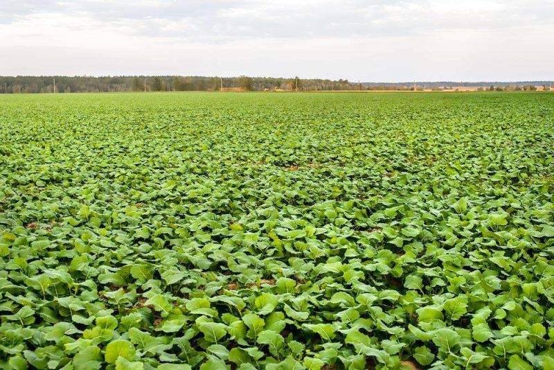 Trophy Winter Rape Seed