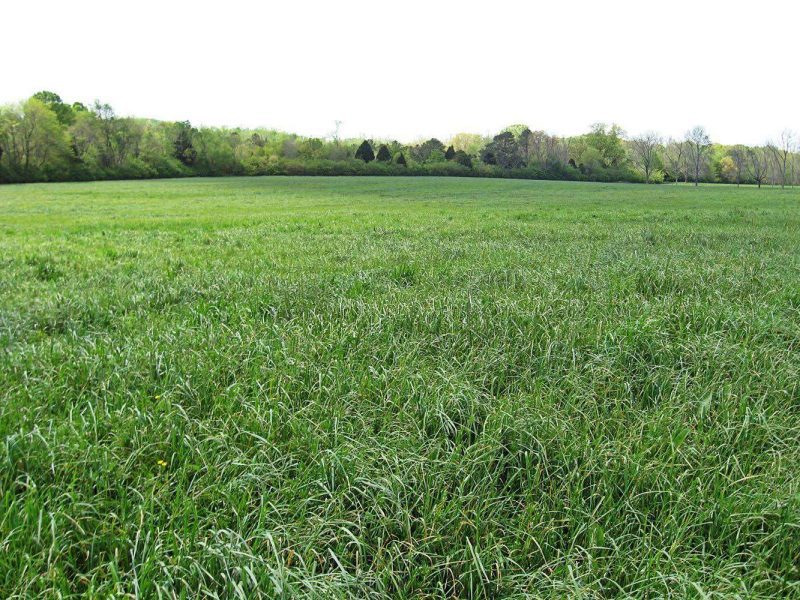 UGA2 Orchardgrass