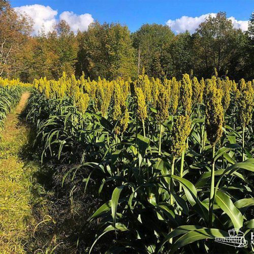 WGF Sorghum mature