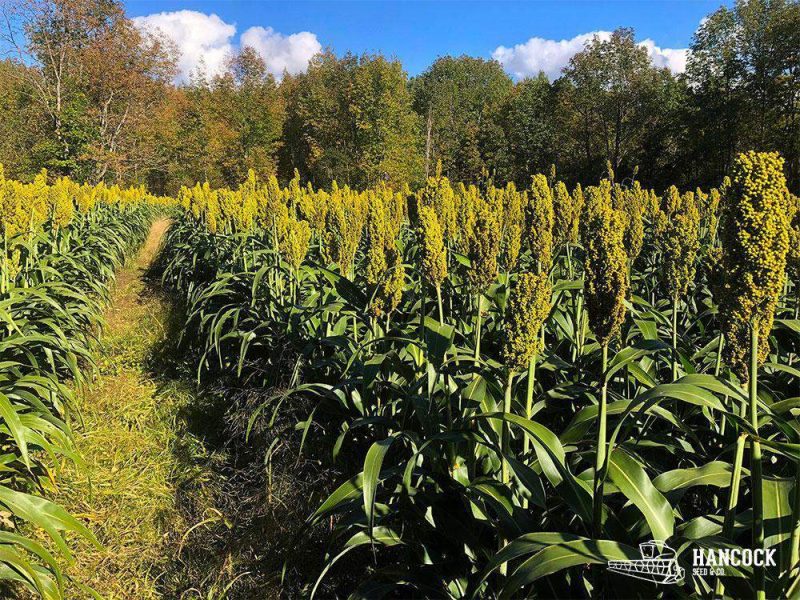 WGF Sorghum mature