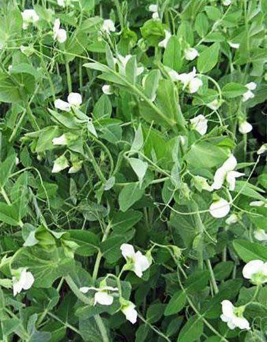 Whistler Winter Peas