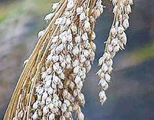 White Proso Millet Seed