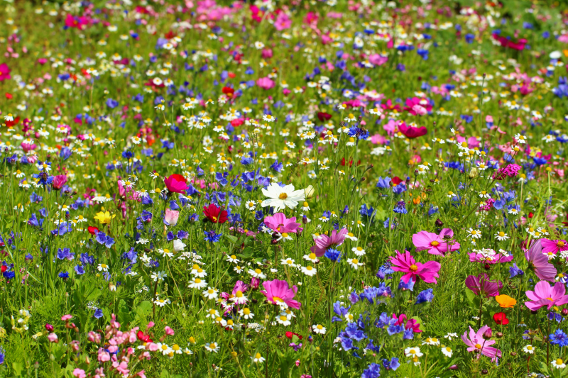 WildflowerPhoto