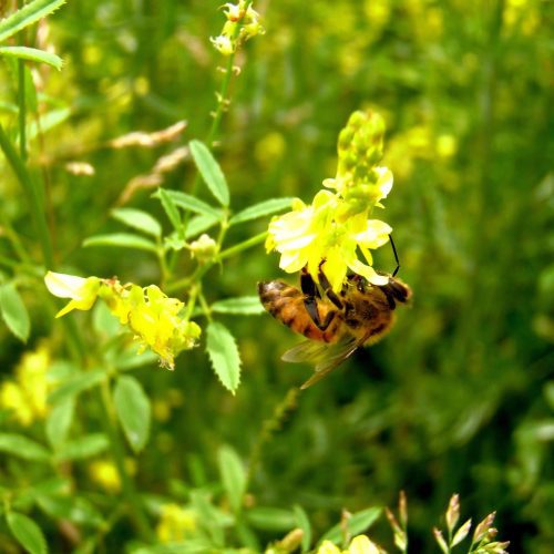 yellow, sweet, blossom, clover, seed, Melilotus Officinalis, wildlife, food, plots, honey, bee, bees, green, manure, attract, soil, building, nitrogen, variety, pasture, hay, cover, biennial