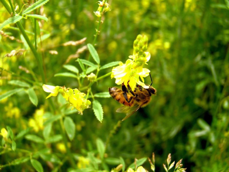 yellow, sweet, blossom, clover, seed, Melilotus Officinalis, wildlife, food, plots, honey, bee, bees, green, manure, attract, soil, building, nitrogen, variety, pasture, hay, cover, biennial