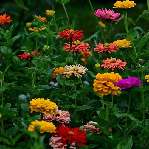 ZinniaMix3