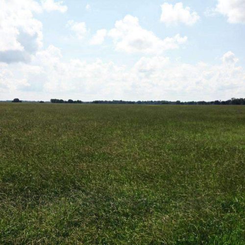 argentine bahia grass field