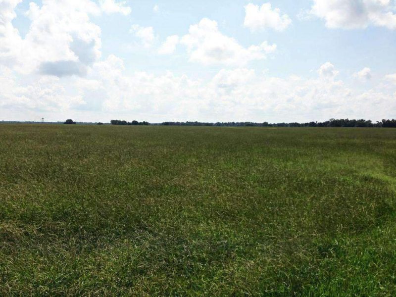 argentine bahia grass field