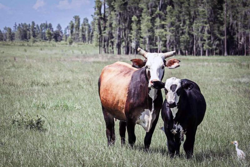 bahia pasture