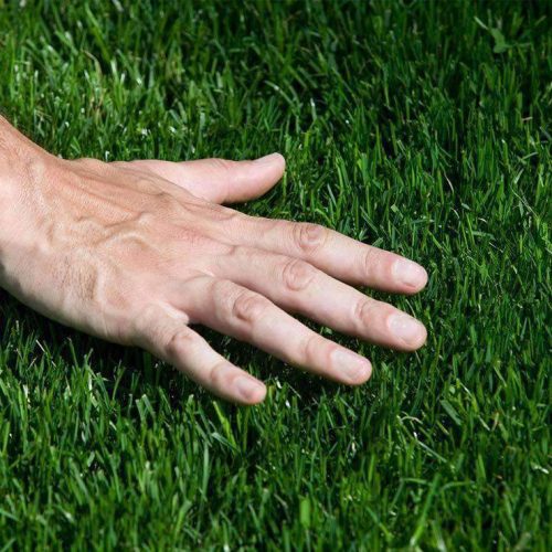 bermuda grass seed zoom 5ec51f63 b245 49d6 8c6d 6c54e533f6e6