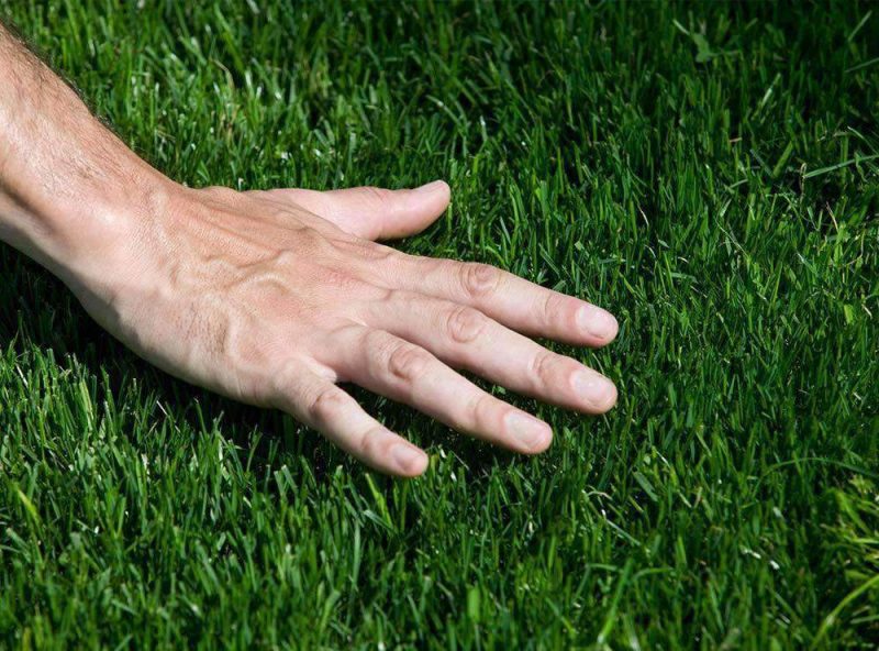 bermuda grass seed zoom 5ec51f63 b245 49d6 8c6d 6c54e533f6e6