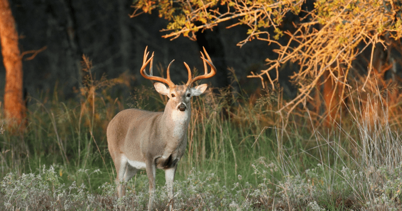 buck with sun and plants