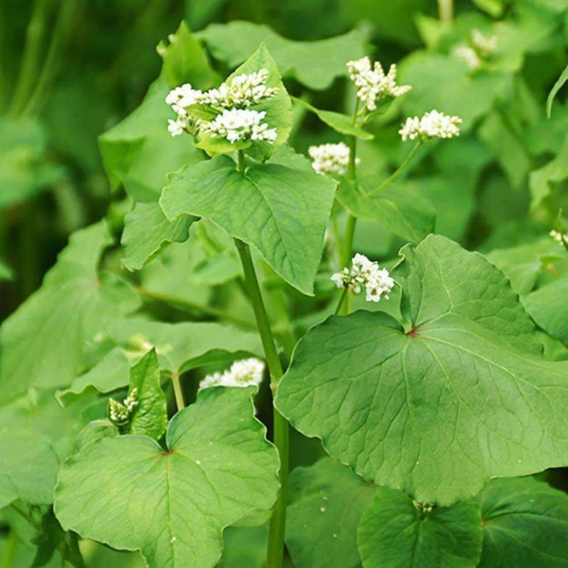 buckwheat closeup