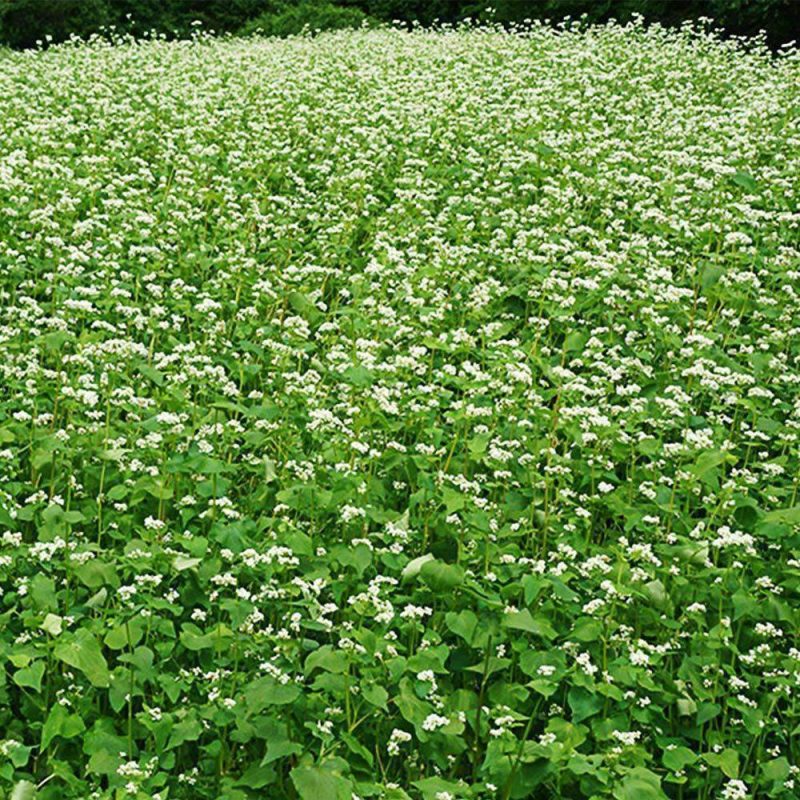 buckwheat seed field