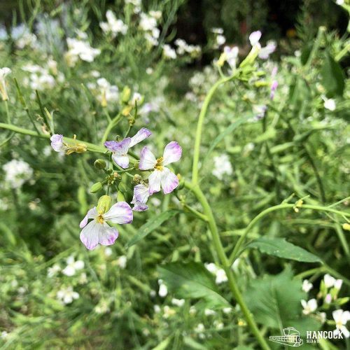 daikon radish flower growing