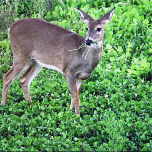 deer eating food plot