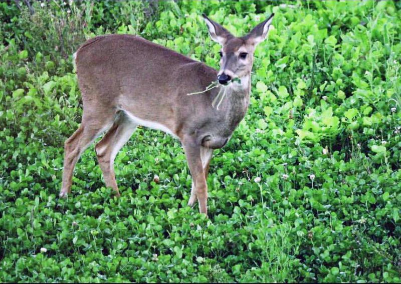 deer eating food plot