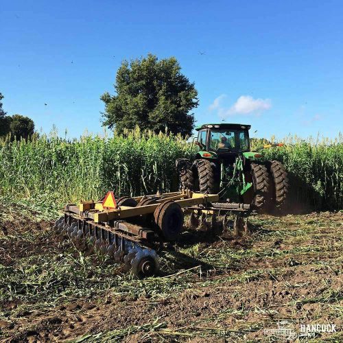 egyptian wheat being harvested