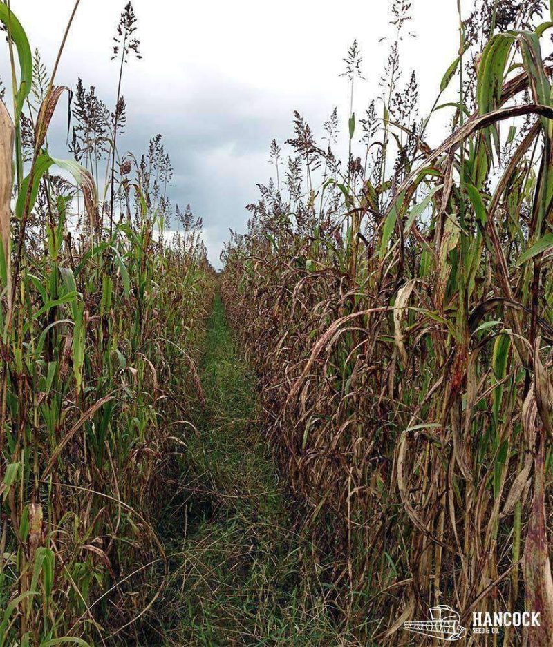 egyptian wheat field