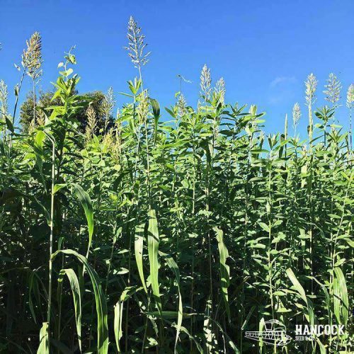 egyptian wheat growing tall