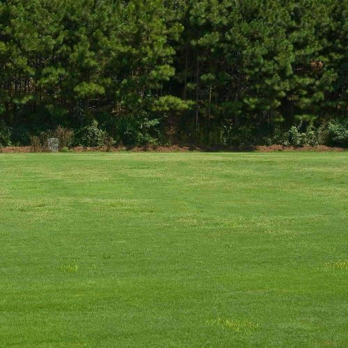 fescue for turf