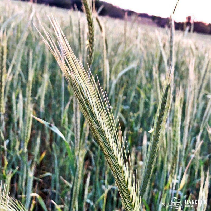 grain rye closeup