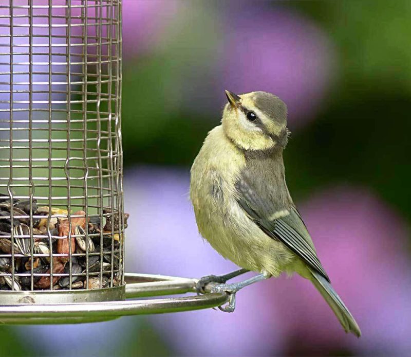 hancock bird seed