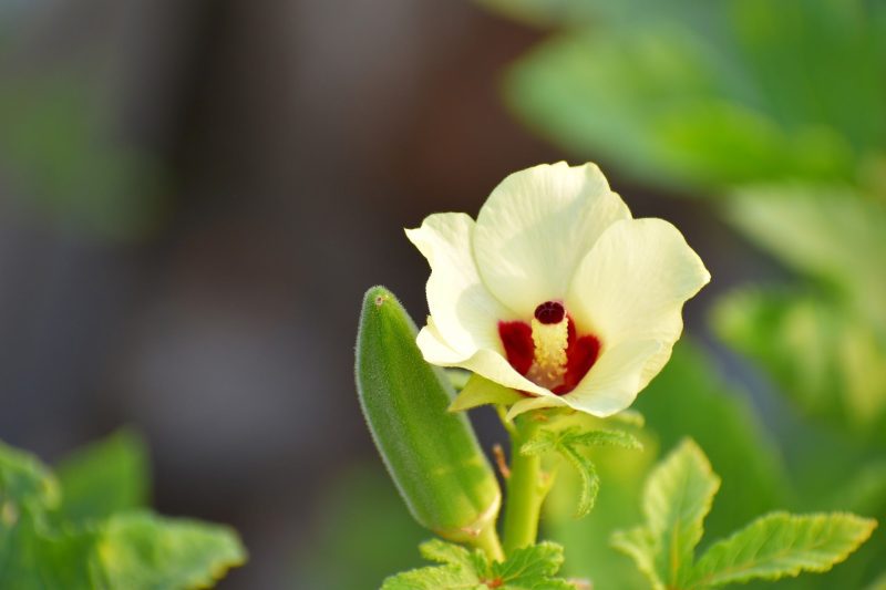 hancocks clemson spineless okra HS P34